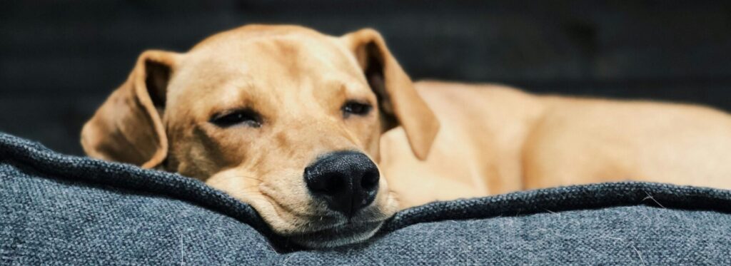 chien dort sommeil corbeille panier